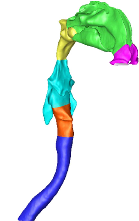 Upper Airway